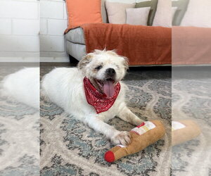 Buddy Buddy - Male Mutt Dog for Adoption - Photo #4