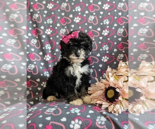 Medium Photo #3 Bernedoodle (Miniature) Puppy For Sale in OXFORD, PA, USA