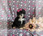 Small Photo #3 Bernedoodle (Miniature) Puppy For Sale in OXFORD, PA, USA