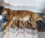 Small Photo #7 Golden Retriever Puppy For Sale in DENAIR, CA, USA