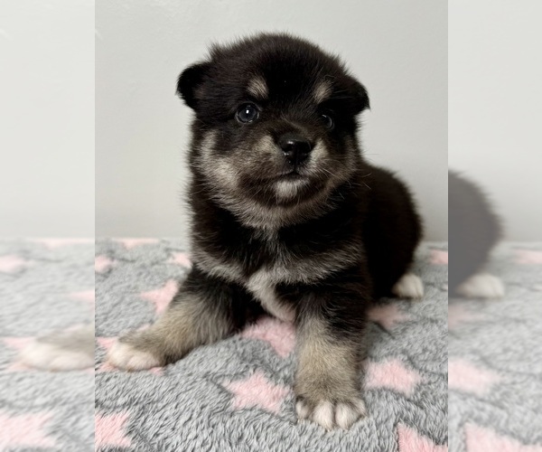 Medium Photo #32 Pomsky-Shiba Inu Mix Puppy For Sale in NASHUA, NH, USA