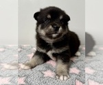 Small #4 Pomsky-Shiba Inu Mix