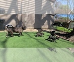 Small Photo #4 America Bandogge Mastiff Puppy For Sale in JOLIET, IL, USA