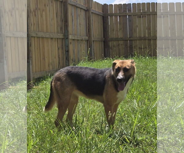 Medium Photo #2 Mutt Puppy For Sale in Jackson, MS, USA