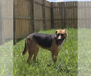 Sugar - Female German Shepherd Dog-Treeing Walker Coonhound Mix Dog for Adoption - Photo #2