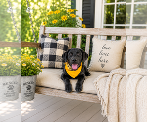 Labrador Retriever-Unknown Mix Dogs for adoption in Mt. Laurel, NJ, USA