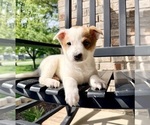 Small Australian Cattle Dog