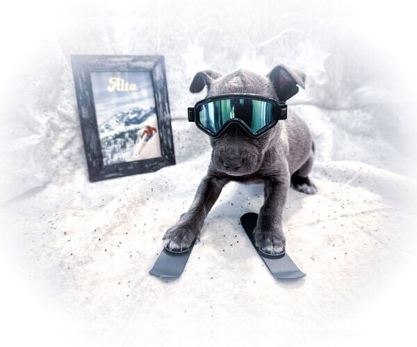 Medium Photo #7 Mutt Puppy For Sale in New London, WI, USA