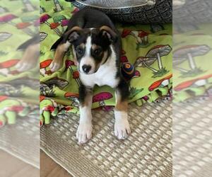 Border Collie-Unknown Mix Dogs for adoption in Santa Maria, CA, USA