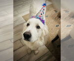 Small #2 Great Pyrenees