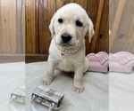 Image preview for Ad Listing. Nickname: Lab puppies