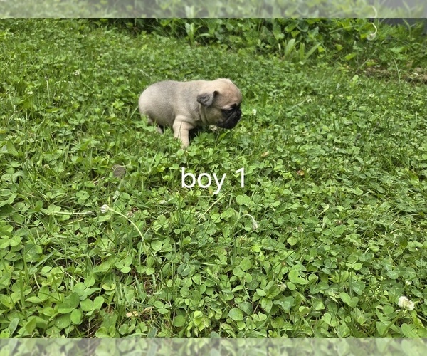 Medium Photo #15 French Bulldog Puppy For Sale in MAPLETON, ME, USA