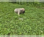Small #14 French Bulldog