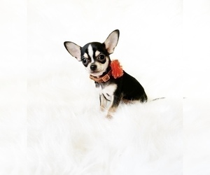 Chihuahua Puppy for sale in SACRAMENTO, CA, USA