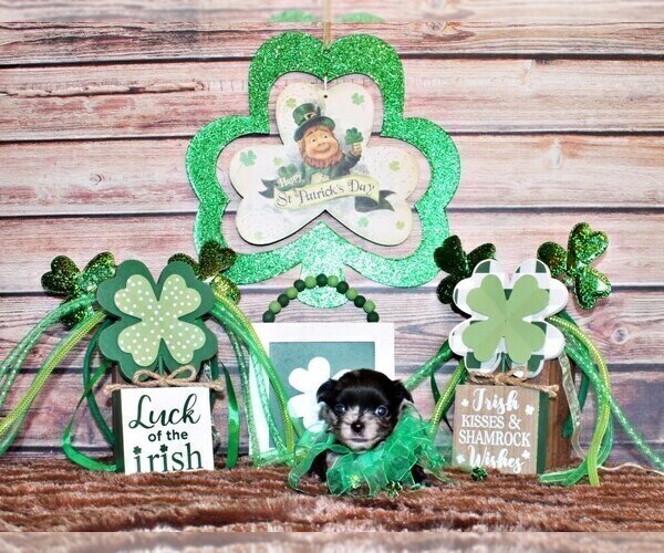 Medium Photo #23 Chihuahua Puppy For Sale in CHARLESTON, AR, USA