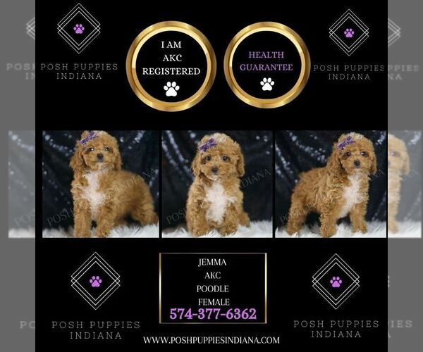 Medium Photo #2 Poodle (Toy) Puppy For Sale in WARSAW, IN, USA