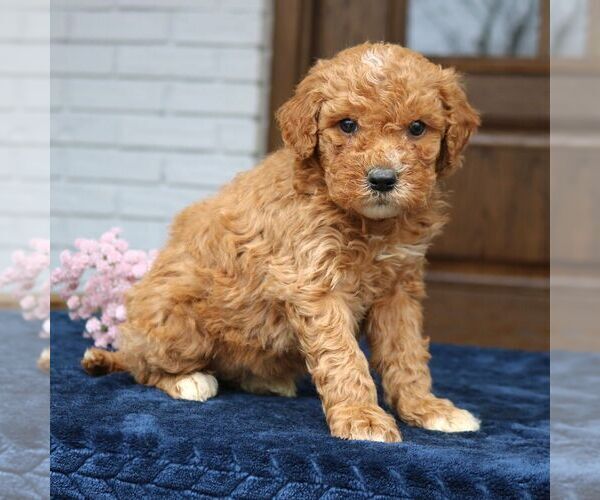 Medium Photo #2 Goldendoodle (Miniature) Puppy For Sale in NARVON, PA, USA