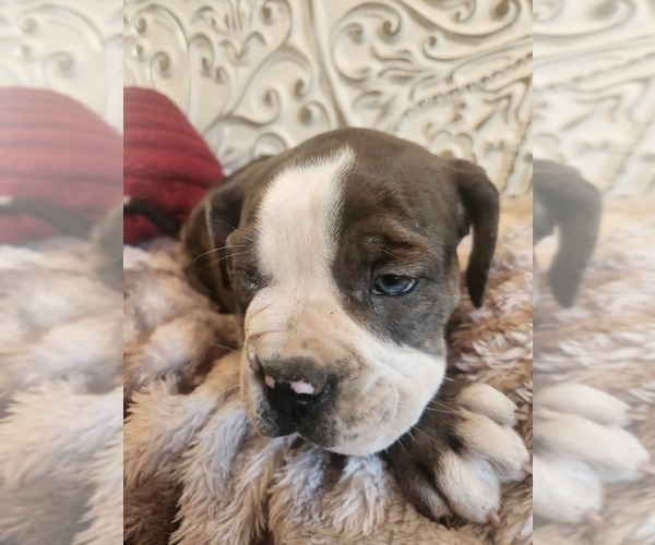 Medium Photo #19 Bulldog Puppy For Sale in FAIRFIELD, IA, USA
