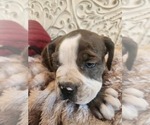Small Photo #19 Bulldog Puppy For Sale in FAIRFIELD, IA, USA