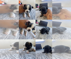 French Bulldog-Poodle (Miniature) Mix Puppy for sale in ANTIOCH, CA, USA