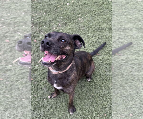 Medium Photo #2 Mutt Puppy For Sale in Leavenworth, KS, USA