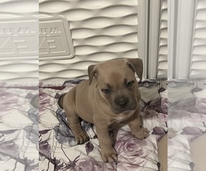 American Bully Puppy for Sale in RAVENA, New York USA