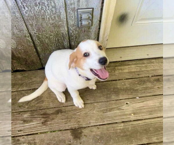 Medium Photo #13 Great Pyrenees-Unknown Mix Puppy For Sale in Mount Laurel, NJ, USA
