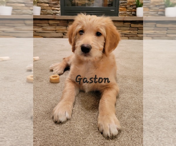 Medium Photo #1 Goldendoodle Puppy For Sale in NAMPA, ID, USA