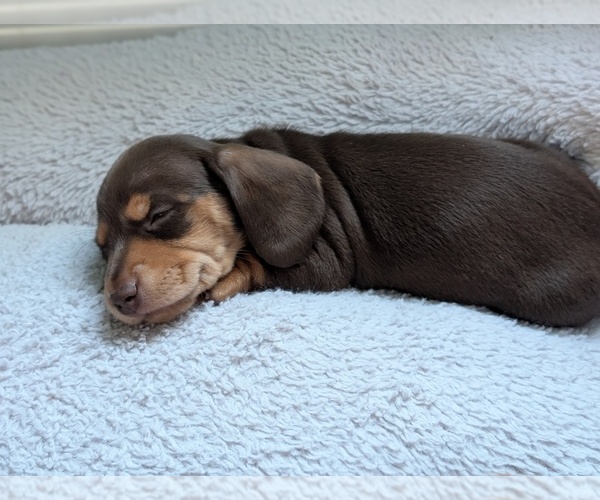 Medium Photo #1 Dachshund Puppy For Sale in CORBIN, KY, USA