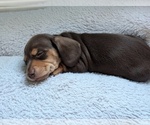 Small Dachshund