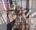 Small Photo #3 Goldendoodle Puppy For Sale in HARTFORD, CT, USA