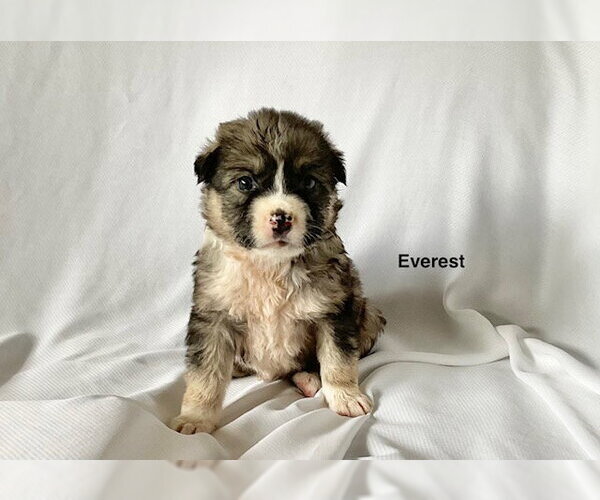 Medium Photo #2 German Shepherd Dog Puppy For Sale in Rosenberg, TX, USA
