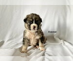 Small #1 German Shepherd Dog