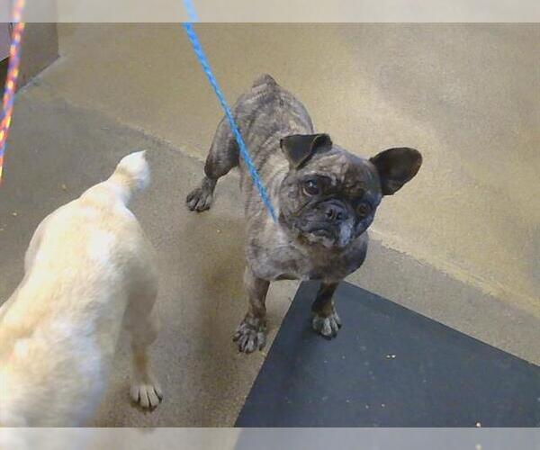 Medium Photo #1 Faux Frenchbo Bulldog Puppy For Sale in Sacramento, CA, USA