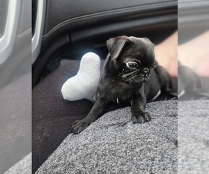Pug Puppy for sale in BRIDGETOWN, OH, USA