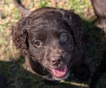 Puppy Yukon Boykin Spaniel-Goldendoodle Mix