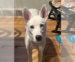 Small #1 Siberian Husky-white german shepherd Mix
