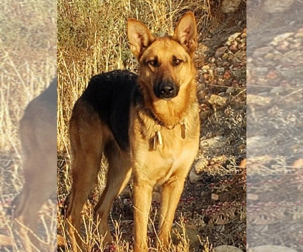 Medium Photo #16 German Shepherd Dog Puppy For Sale in San Diego, CA, USA