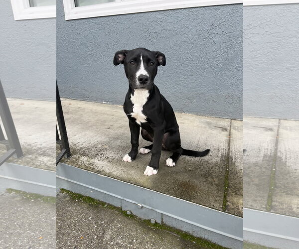 Medium Photo #1 American Pit Bull Terrier-Unknown Mix Puppy For Sale in Woodland, CA, USA