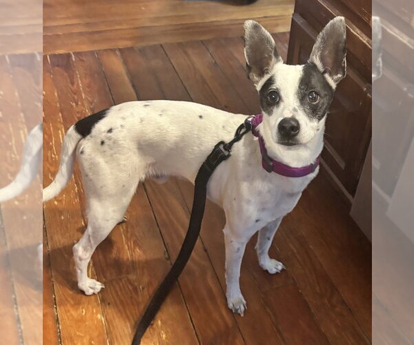 Medium Photo #16 Rat Terrier-Unknown Mix Puppy For Sale in Oak Bluffs, MA, USA