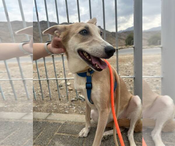 Medium Photo #39 Saluki-Whippet Mix Puppy For Sale in Sebec, ME, USA