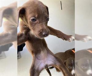 Labrador Retriever-Unknown Mix Dogs for adoption in Houston, TX, USA