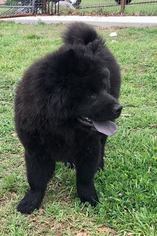 Chow Chow Puppy for sale in WEATHERFORD, TX, USA