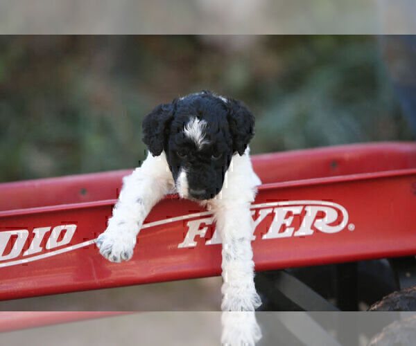 Medium Photo #4 Pyredoodle Puppy For Sale in EATONTON, GA, USA