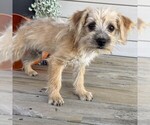 Small #4 Morkie
