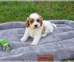 Small #2 Cavapoo (Miniature)
