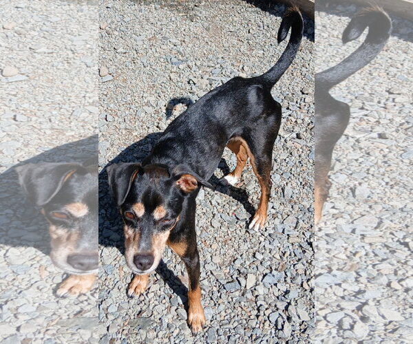 Medium Photo #4 American Rat Pinscher Puppy For Sale in Newfoundland, PA, USA