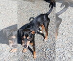Small #3 American Rat Pinscher