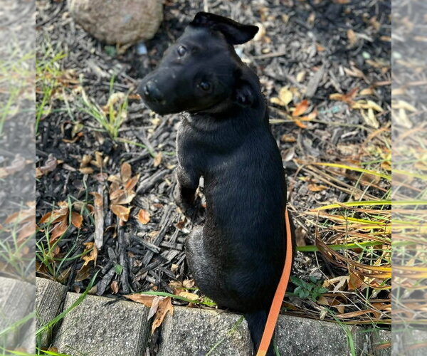 Medium Photo #3 Shepradors Puppy For Sale in Minneapolis, MN, USA