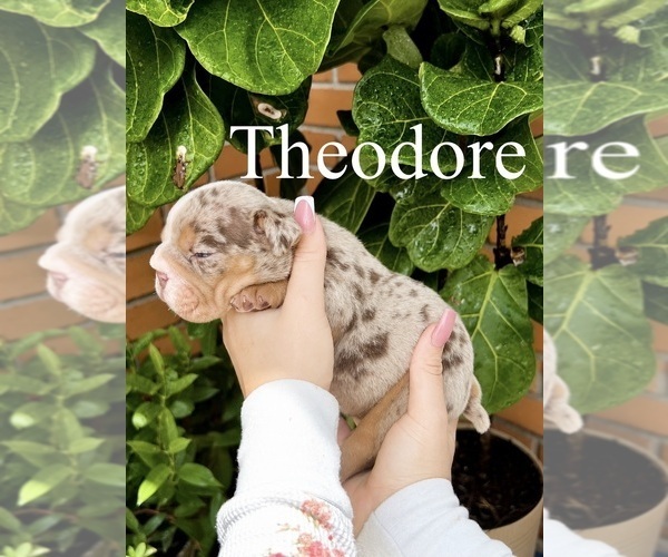 Medium Photo #2 English Bulldog Puppy For Sale in PORT RICHEY, FL, USA